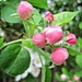buds of apple blossom  by quietpurplehaze