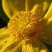 Yellow flower by alia_801