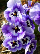 10th May 2013 - Pansies