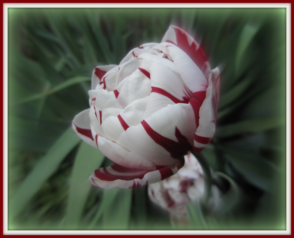 Variegated tulip by busylady