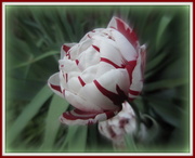 10th May 2013 - Variegated tulip