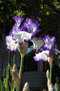 8th May 2013 - Pretty Irises