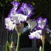 Pretty Irises by kimmer50