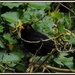 Priory Blackbird by rosiekind