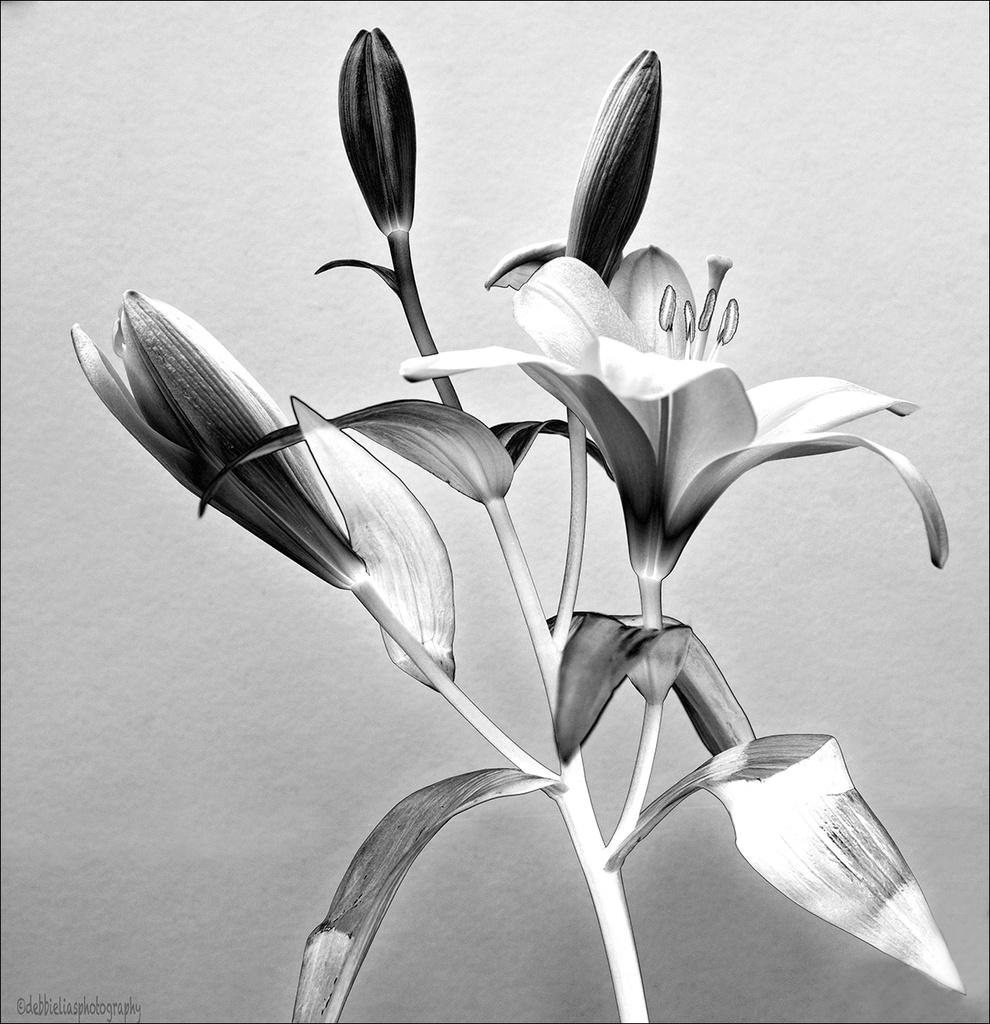 10.5.13 Solarized Lily by stoat