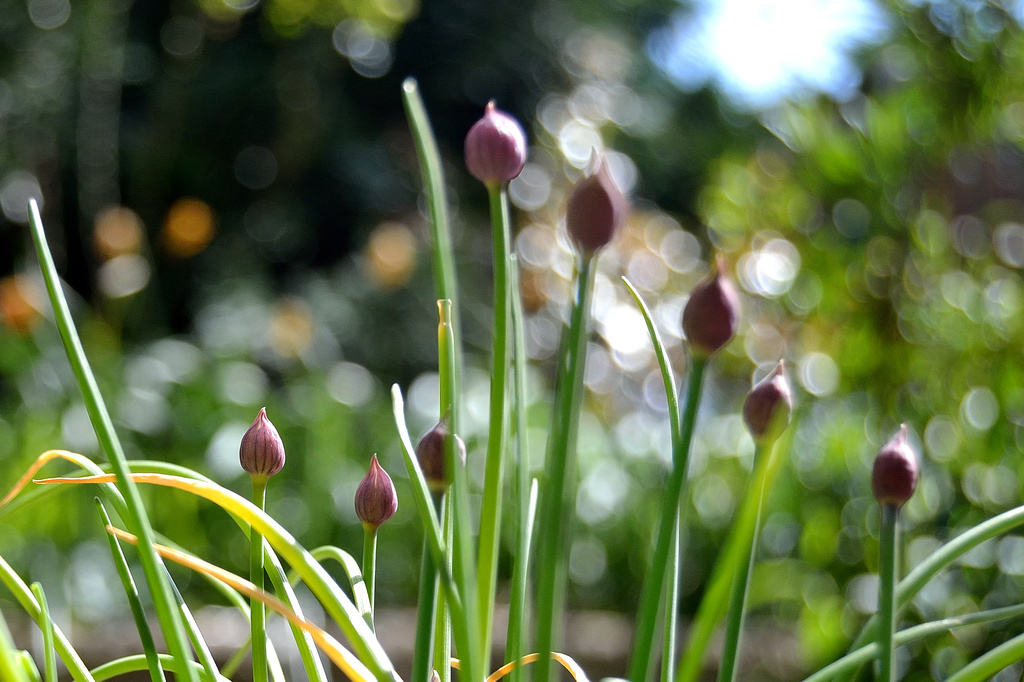 Chives by richardcreese