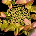 Lacecap Hydrangea. by tonygig