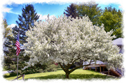 9th May 2013 - White Crabapple Tree