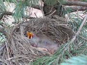 10th May 2013 - Baby Birds