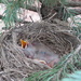 Baby Birds by julie