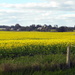Canola  Country by marguerita