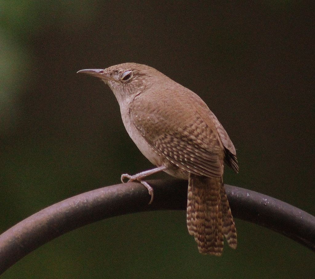 House Wren Taking Over by darylo