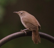 10th May 2013 - House Wren Taking Over