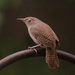 House Wren Taking Over by darylo