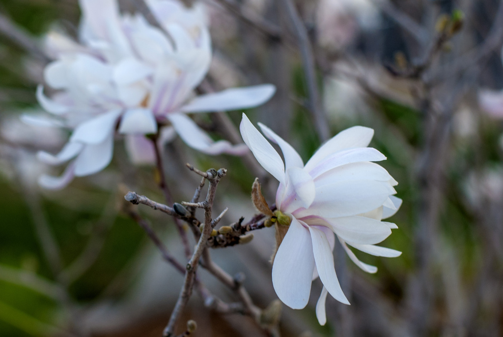 Spring Blooms by dakotakid35