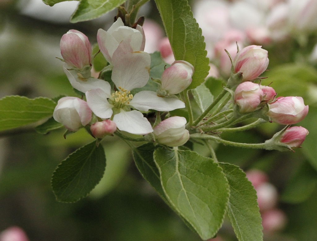 Apple blossom.. by anne2013