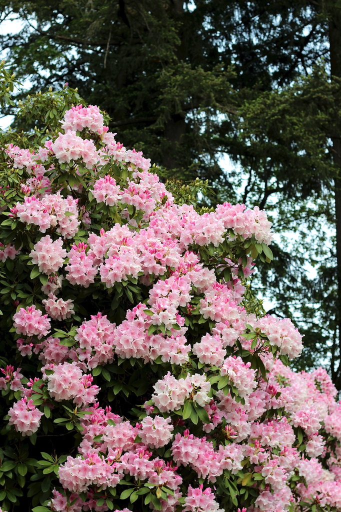Rhododendron by aecasey