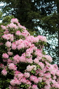 10th May 2013 - Rhododendron