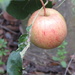 Apple by kiwiflora