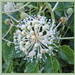 Fatsia japonica by kiwiflora