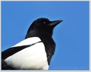 11th May 2013 - Magpie