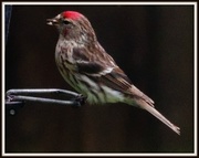11th May 2013 - Redpoll