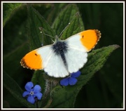11th May 2013 - Orange tipped butterfly