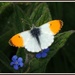 Orange tipped butterfly by rosiekind