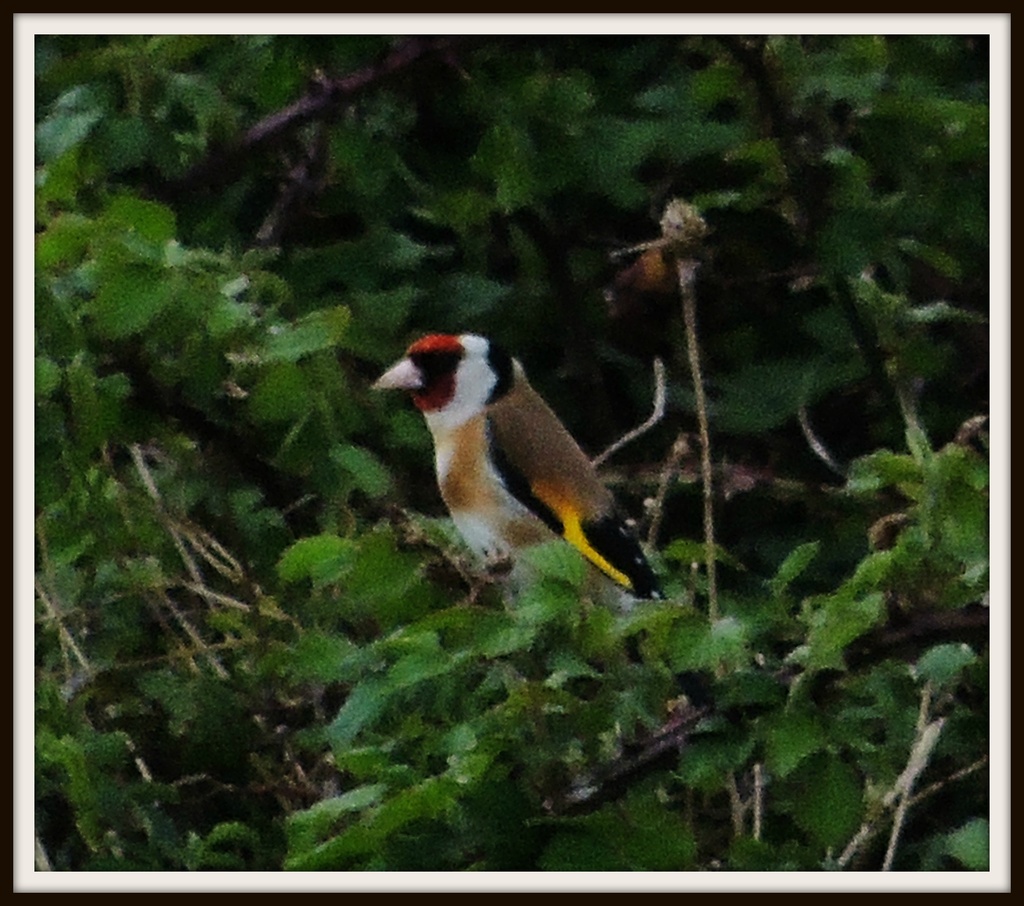Goldfinch down Wood Lane by rosiekind