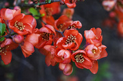 11th May 2013 - Flowering Quince