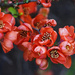 Flowering Quince by gardencat