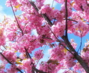 10th May 2013 - Candy Floss (Cotton Candy) Tree