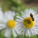 Bug + flower III by rhoing