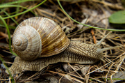 11th May 2013 - Snail