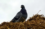 10th May 2013 - Homing pigeon