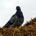 Homing pigeon by parisouailleurs