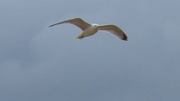 11th May 2013 - Seagull