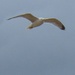 Seagull by bizziebeeme