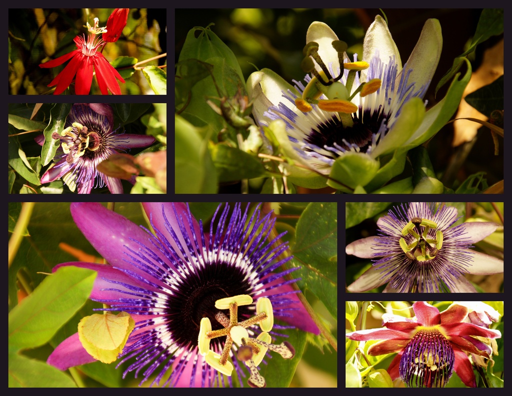 Passion Flowers by danette