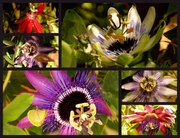 11th May 2013 - Passion Flowers