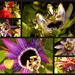 Passion Flowers by danette