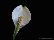 11th May 2013 - Spathiphyllum