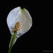 Spathiphyllum by leonbuys83
