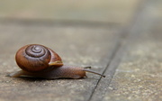 11th May 2013 - Stanley the Snail