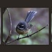 fantail collage  by rustymonkey