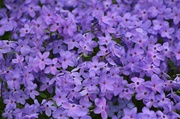 11th May 2013 -  Purple Petal Carpet