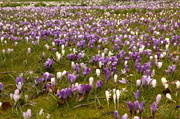 3rd Apr 2013 - I was hoping to see bluebells in the woods, but settled for this crocus filled median strip.