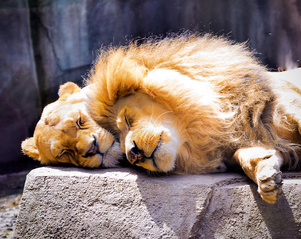Lions cuddle - Get Pushed | Strong Emotion by myhrhelper