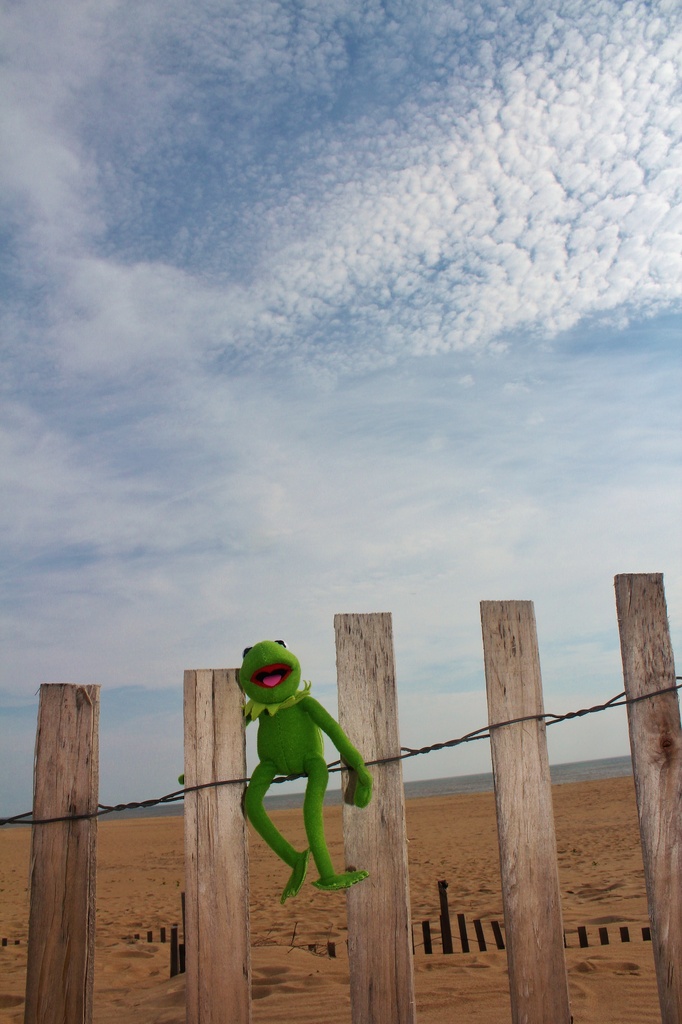 Kermit hangs at the beach by edorreandresen