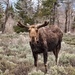 The Moose by peterdegraaff